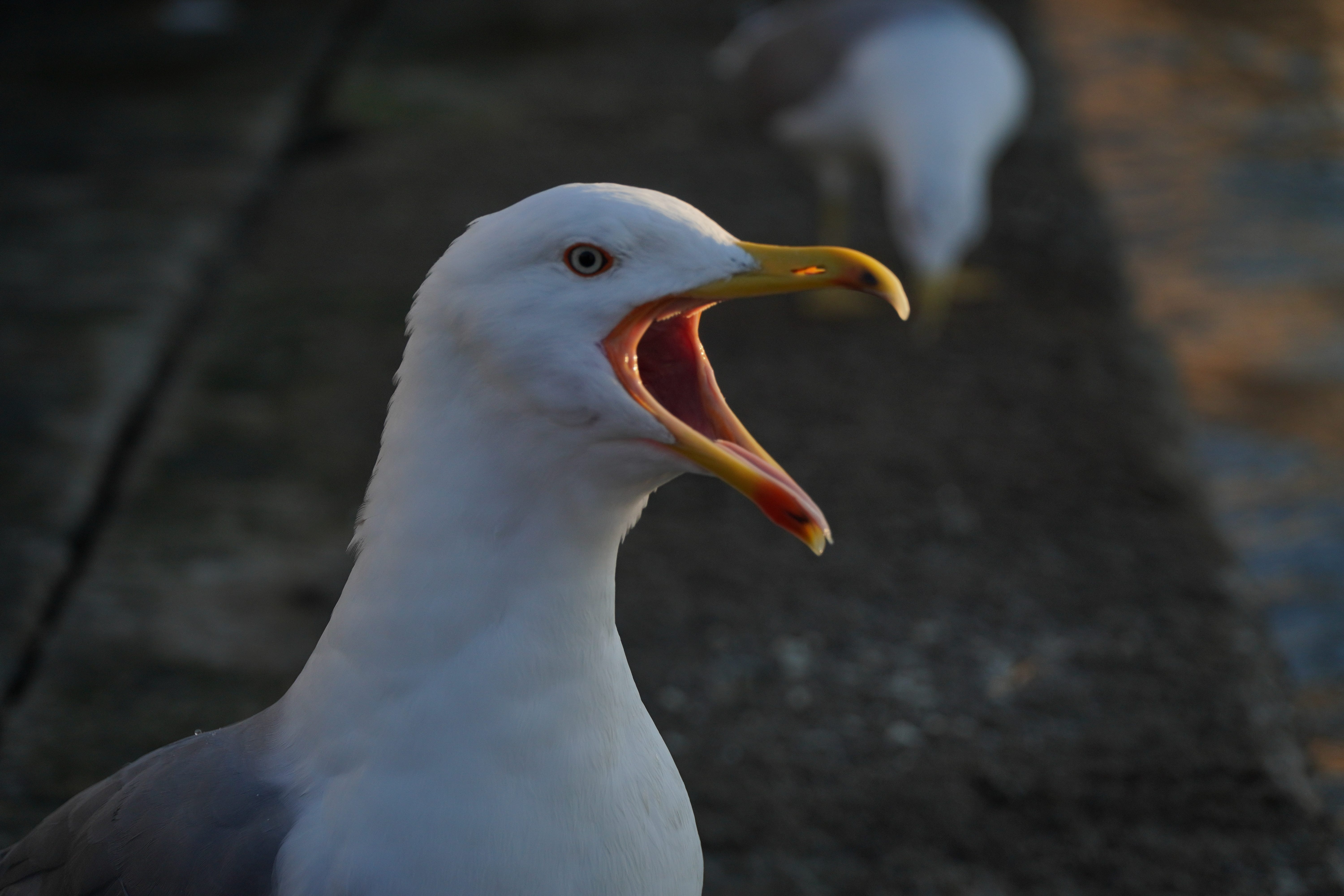 Screaming Seagull